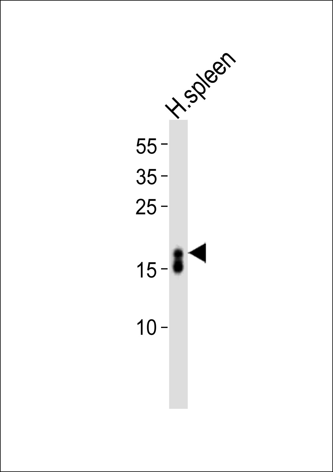 RNASE3