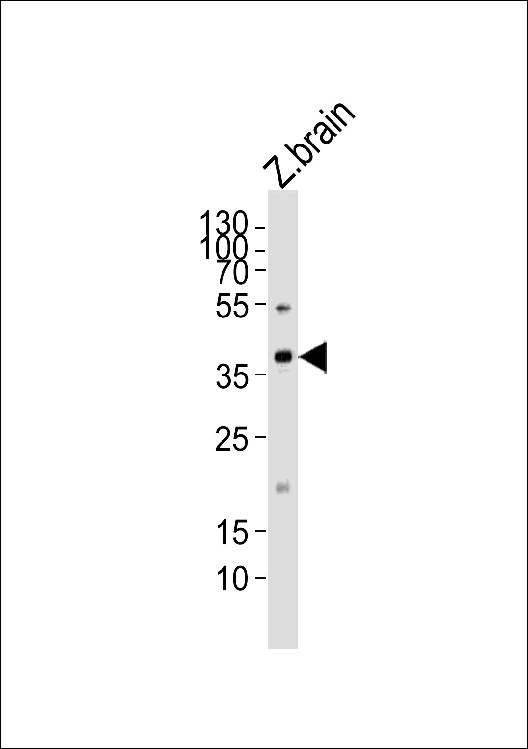 (DANRE) mab21l2
