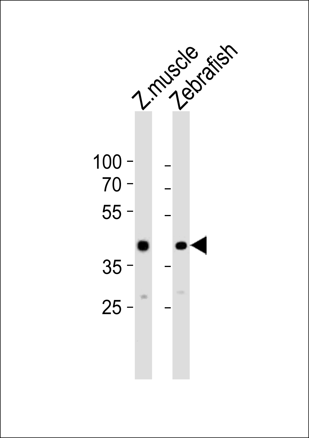 DANRE mycl1a (N-term)