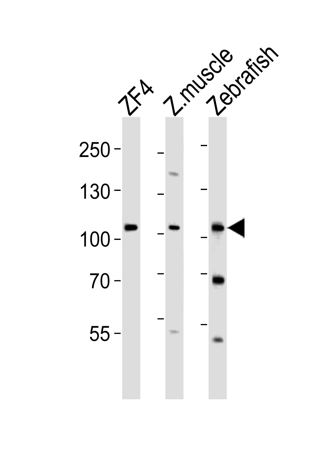 (DANRE) zte25 (N-term)