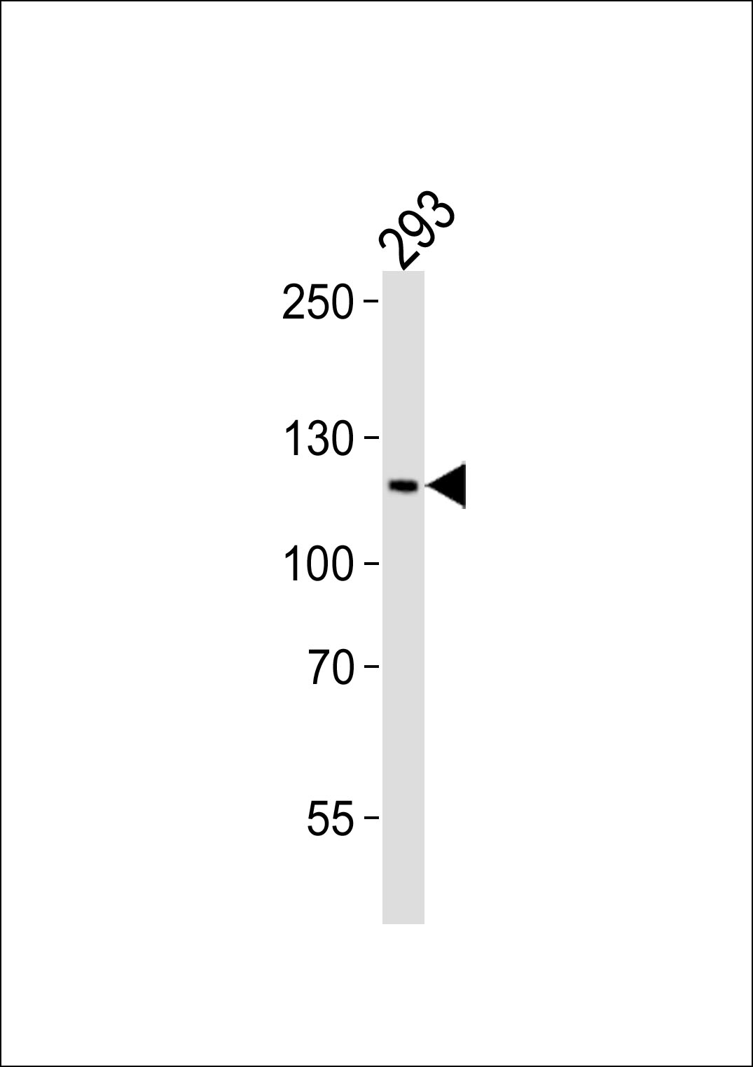 PAXIP1 (N-term)
