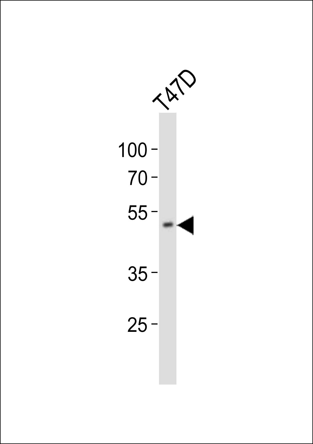 HOXA10