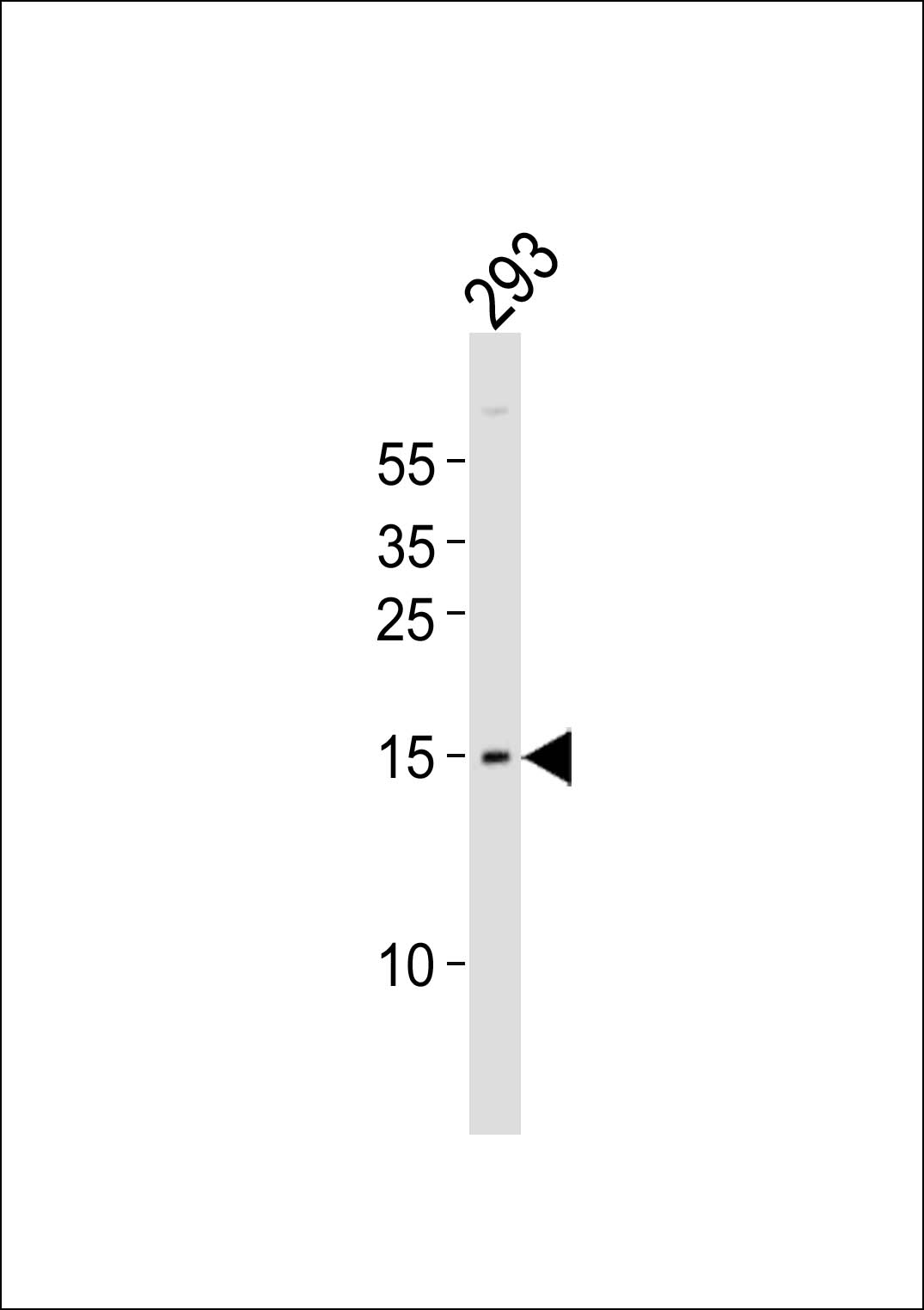 BATF (N-term)