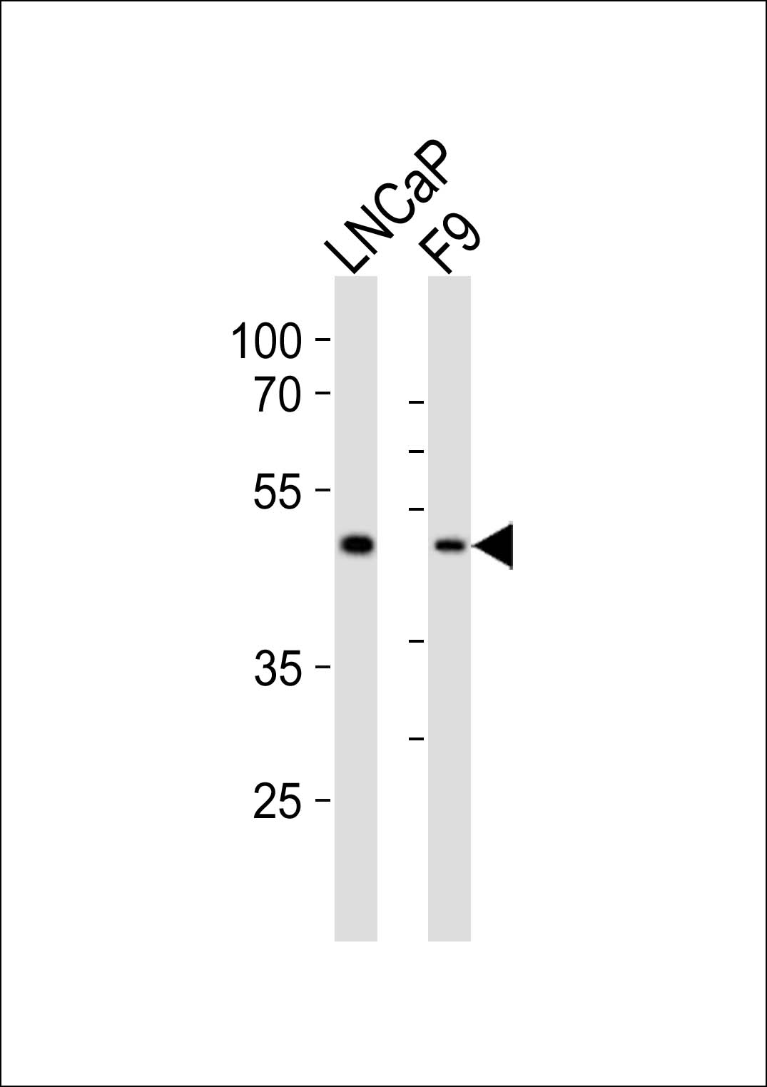 (Mouse) Sox17