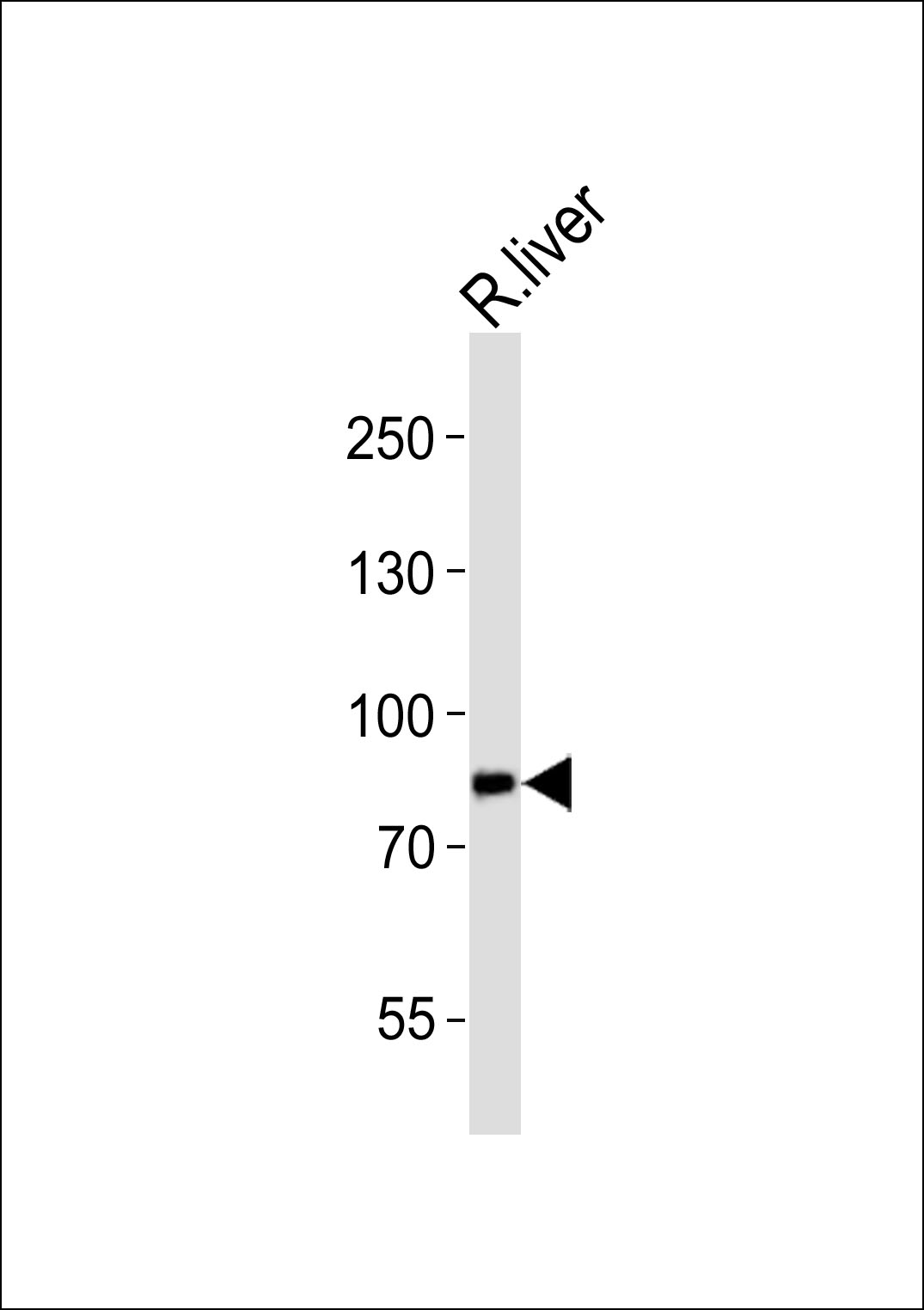INSR
