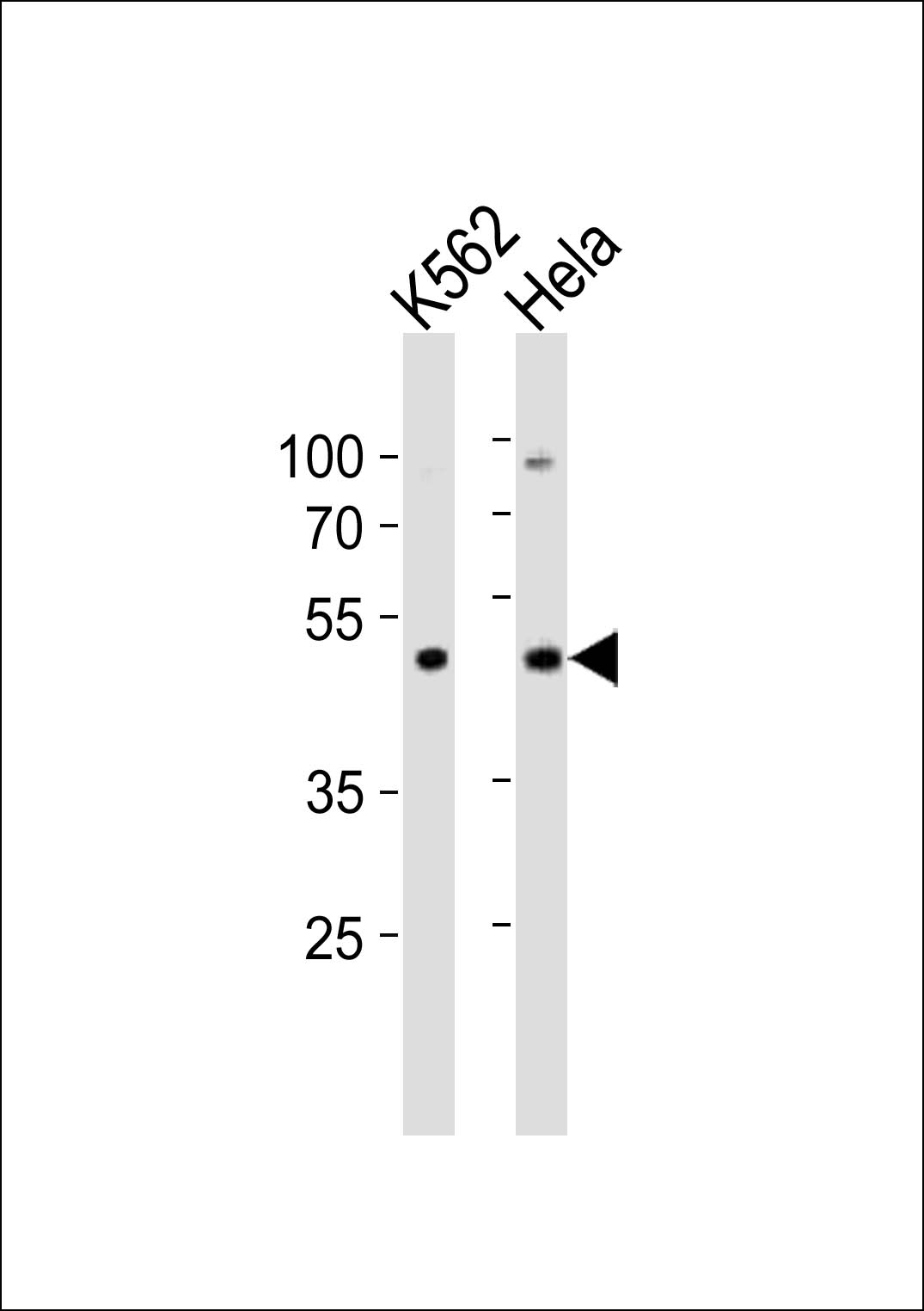 Mouse Actl6a
