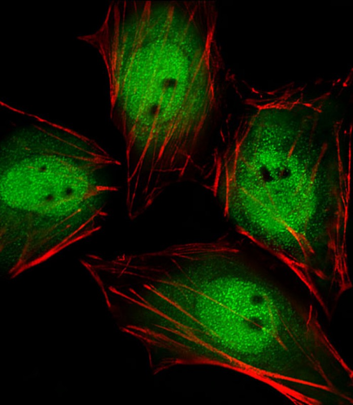 Rabbit Polyclonal Antibody to Mouse Actl6a