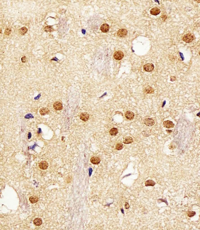 Rabbit Polyclonal Antibody to Mouse Actl6a