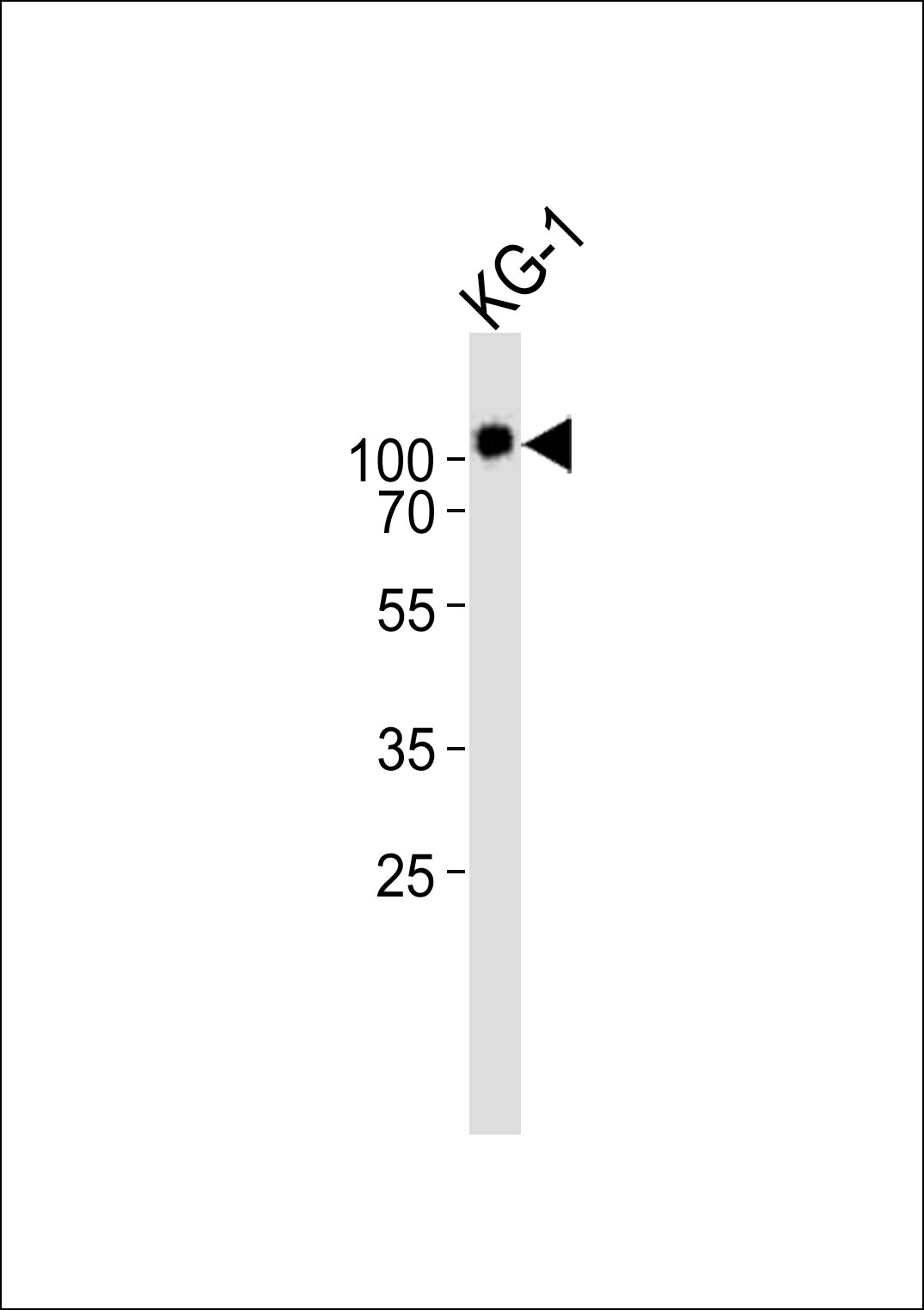CD34