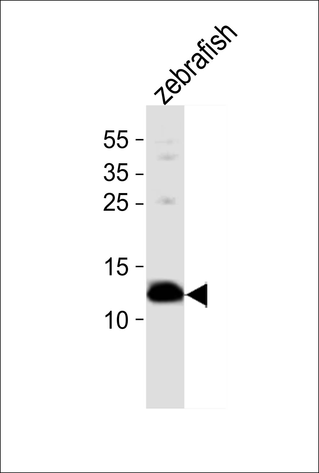 (DANRE) ba1 (N-term)