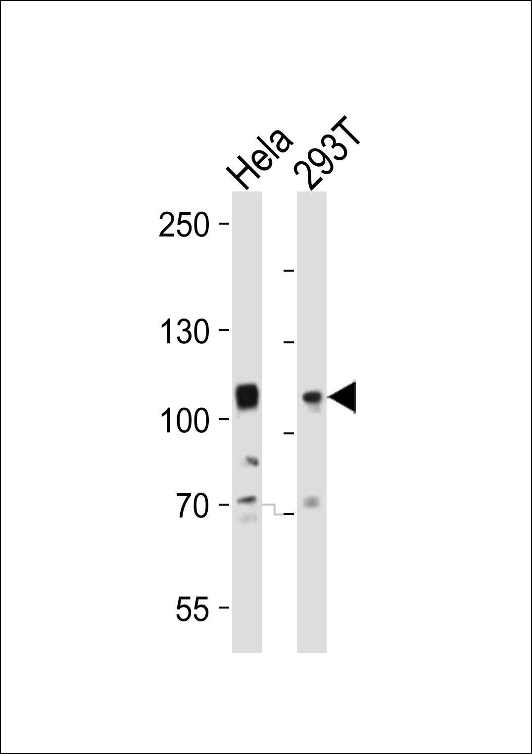 EPHA10 (N-term)