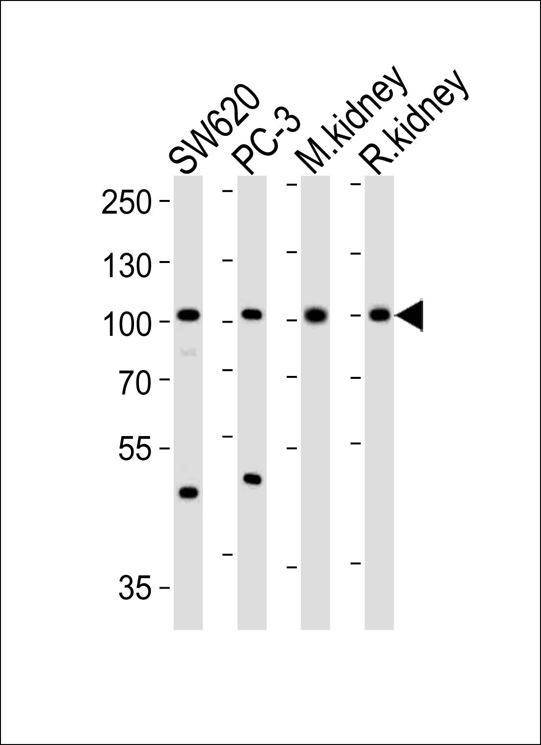 SUPV3L1 (N-term)