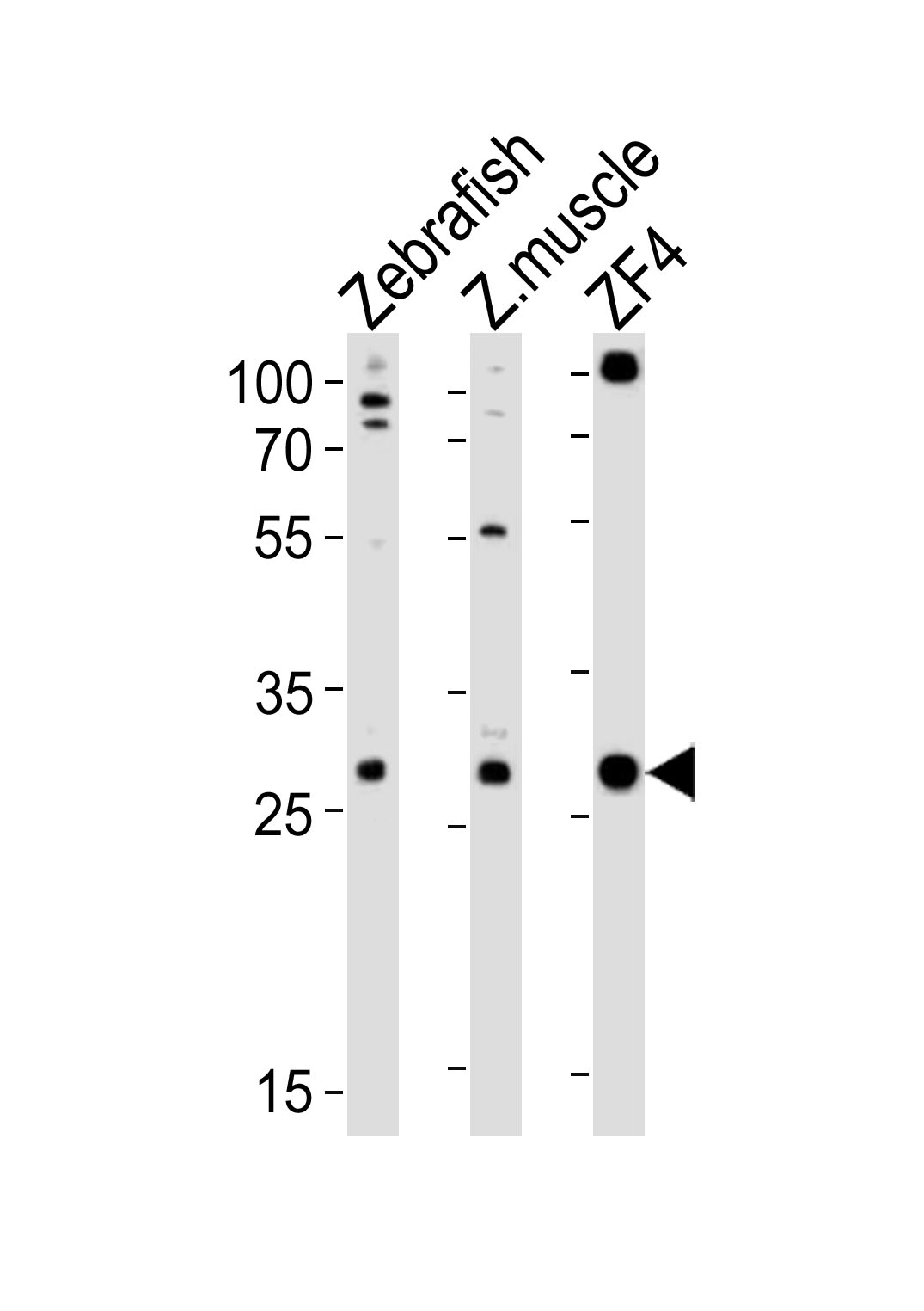 (DANRE) ak2 (N-term)