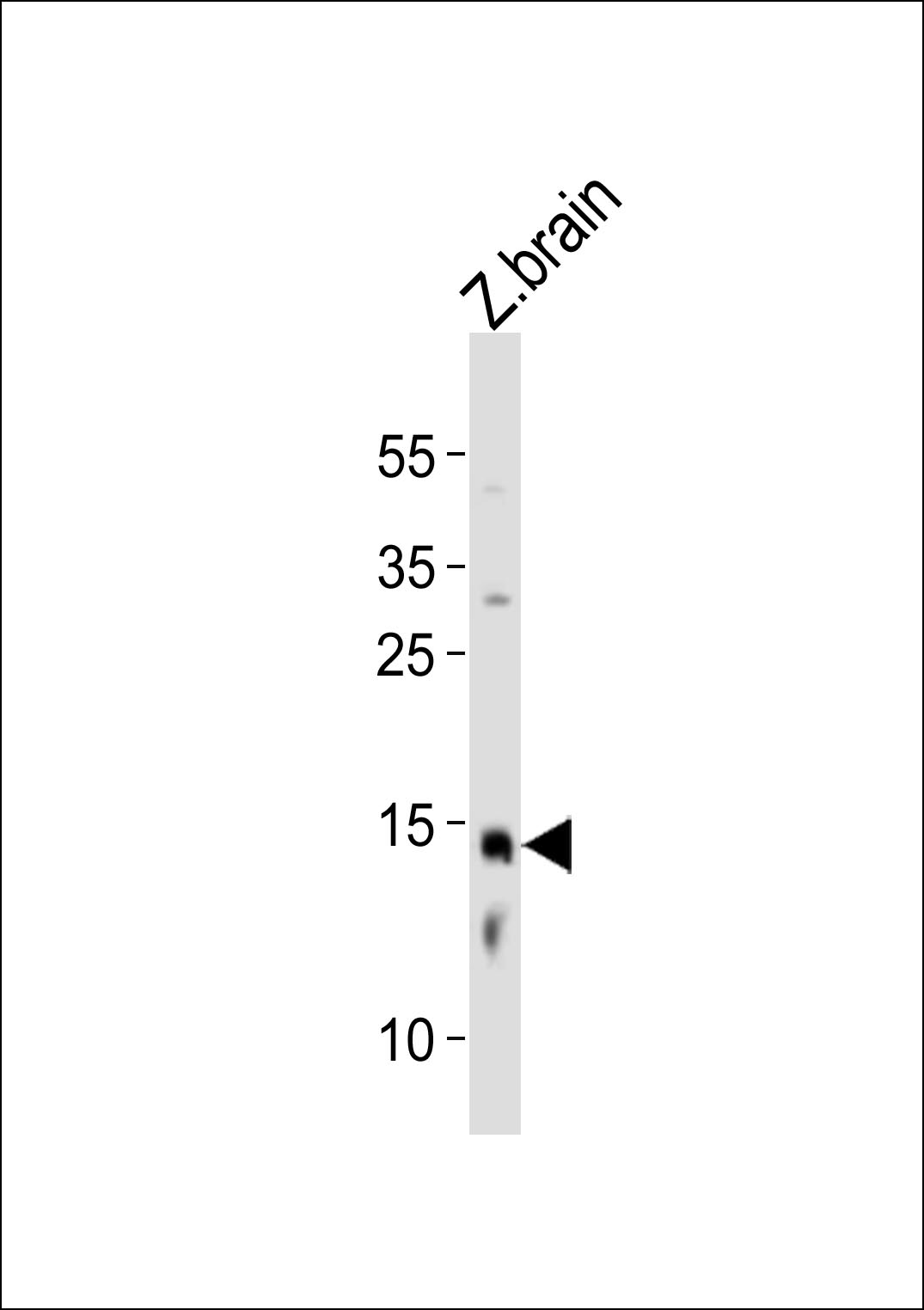 (DANRE)edf1Antibody(C-term)