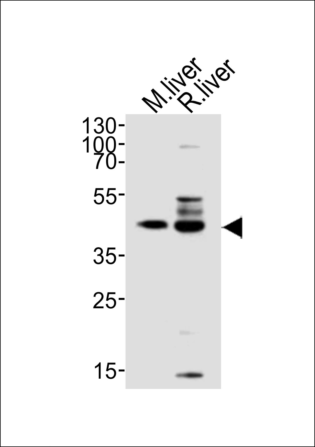 C5orf44 (N-term)