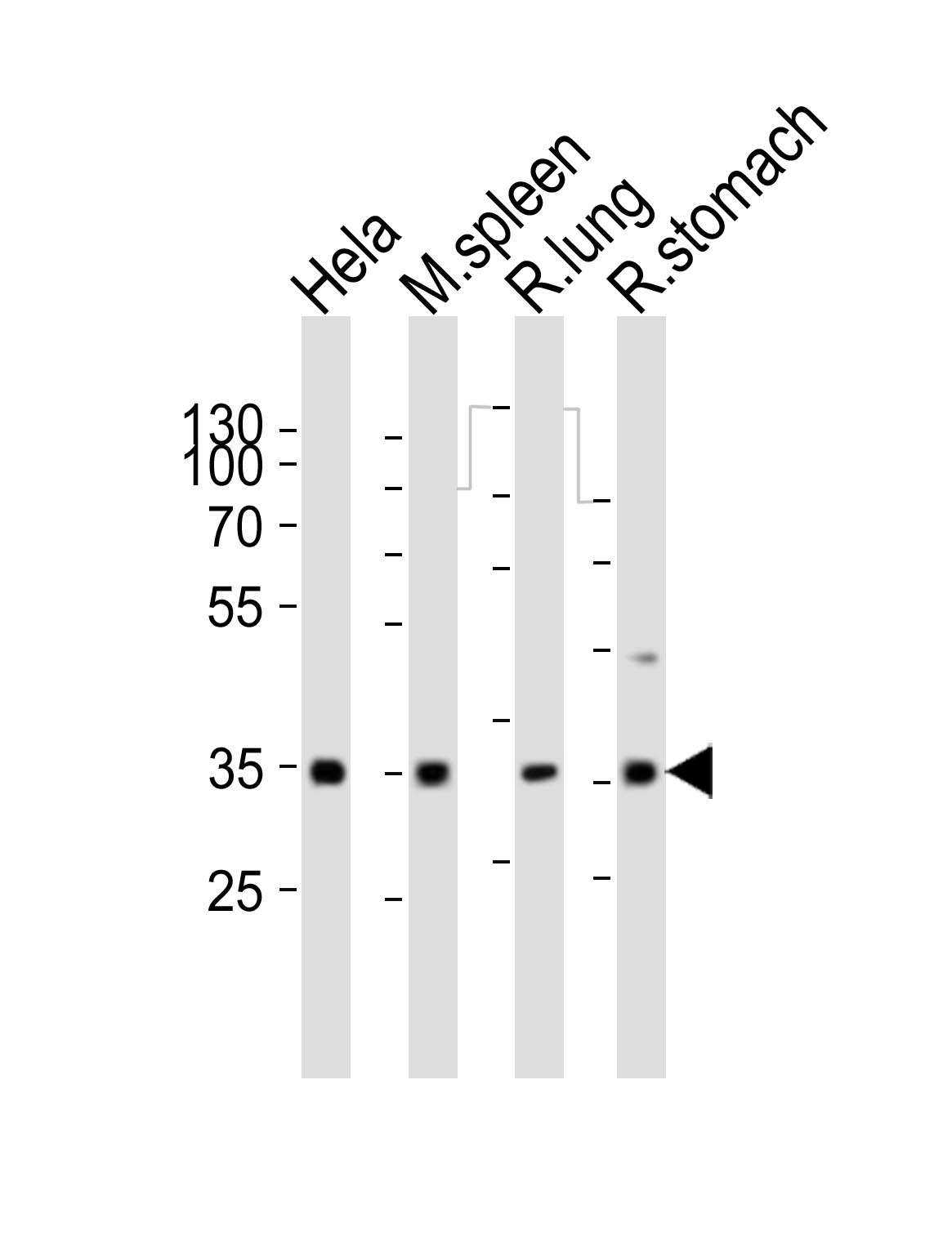 (RAT) Ccnd3 (N-term)