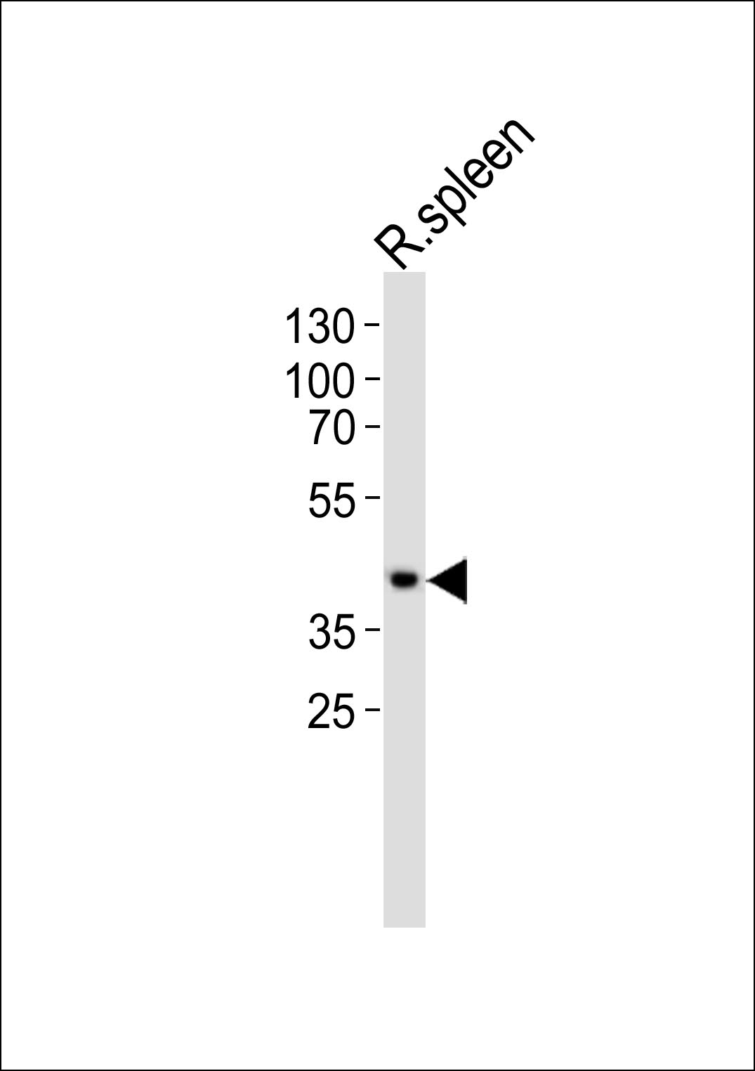 Rabbit Polyclonal Antibody to (RAT) Ccnd3 (N-term)