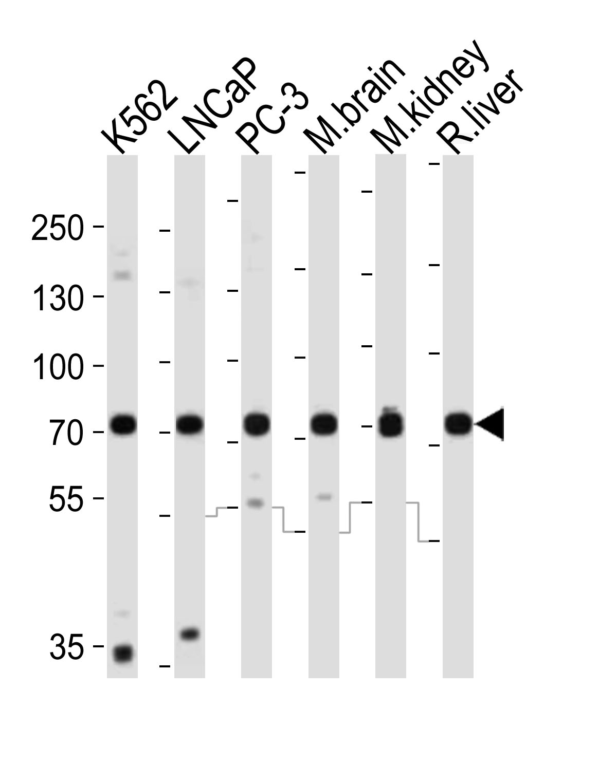 CD164