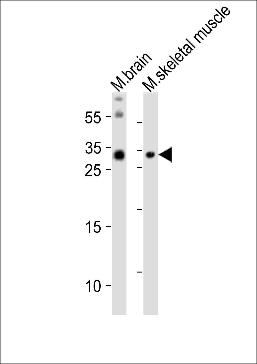 OLIG3 (N-term)