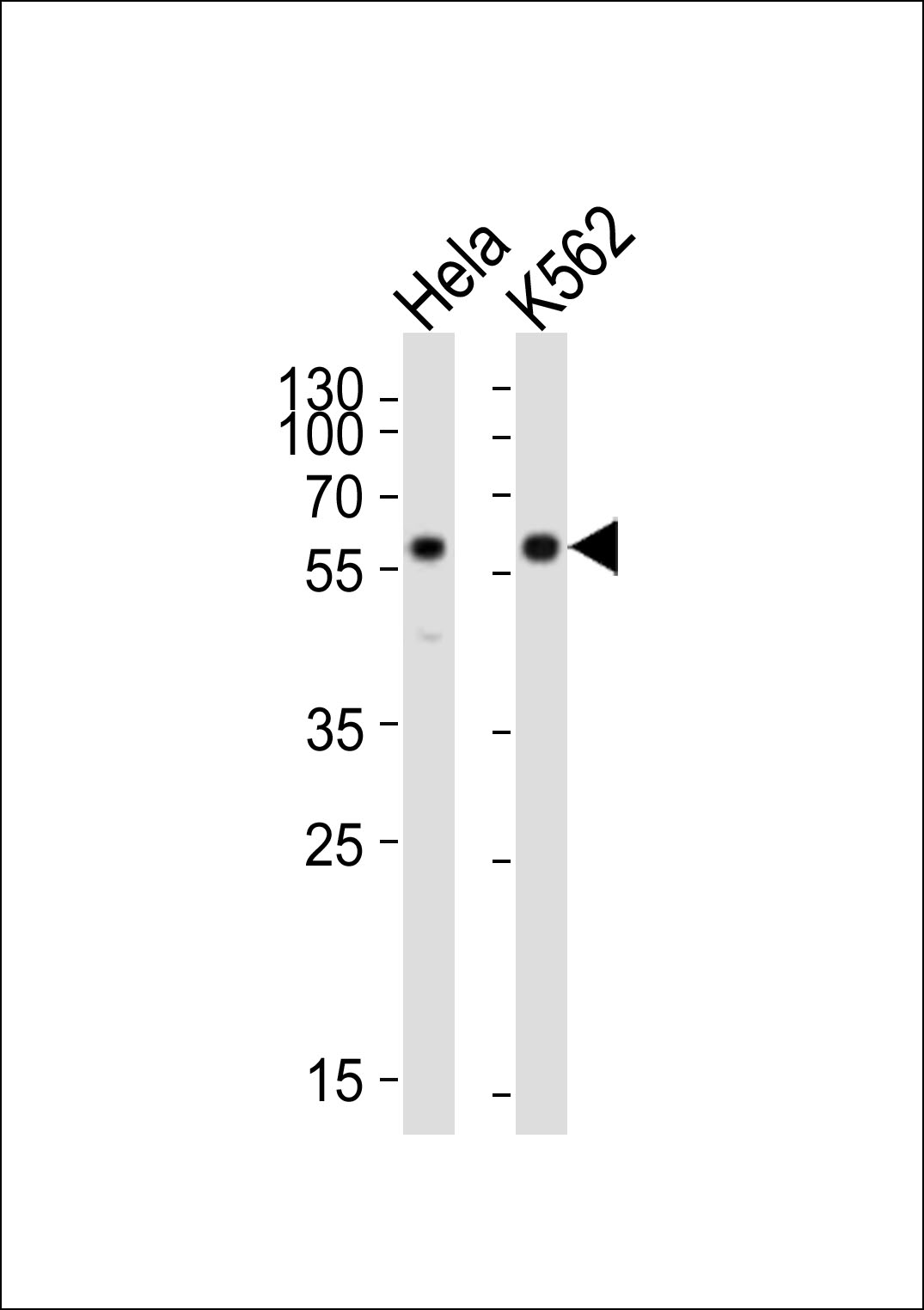 Mouse Cdk8