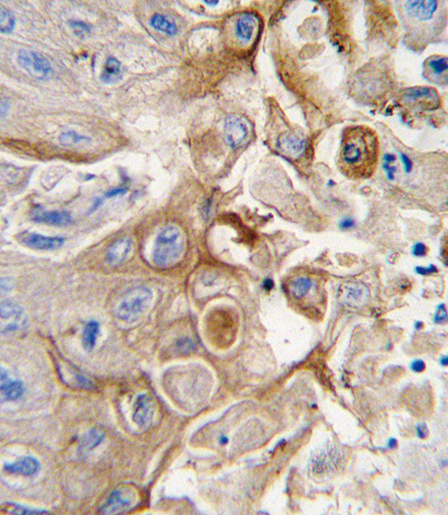 Rabbit Polyclonal Antibody to CYP2W1 (N-term)