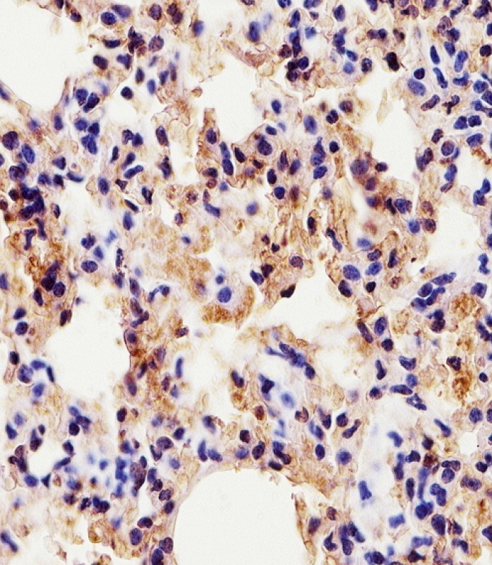 Rabbit Polyclonal Antibody to (Mouse) Scx (N-term)
