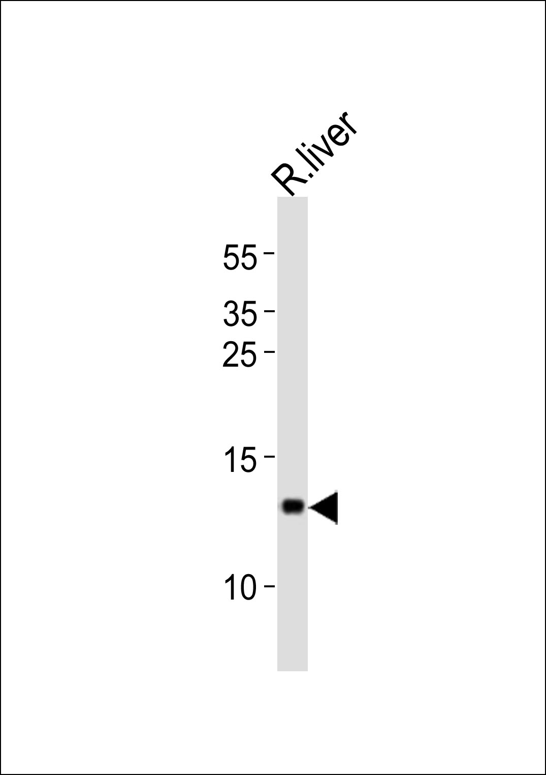 CXCL11