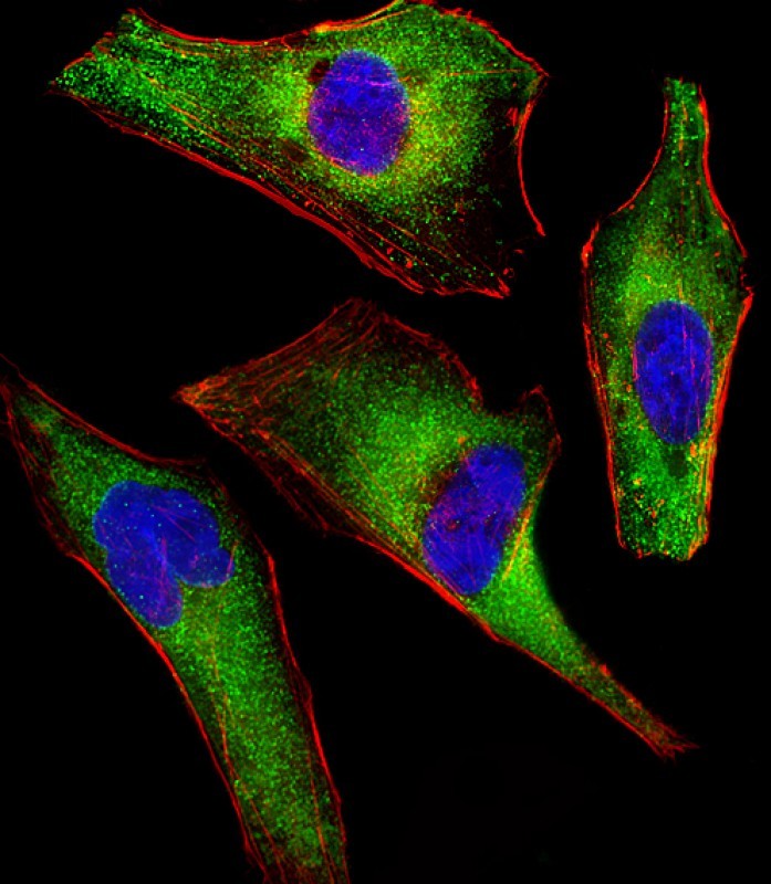 Mouse Monoclonal Antibody to ATG4A