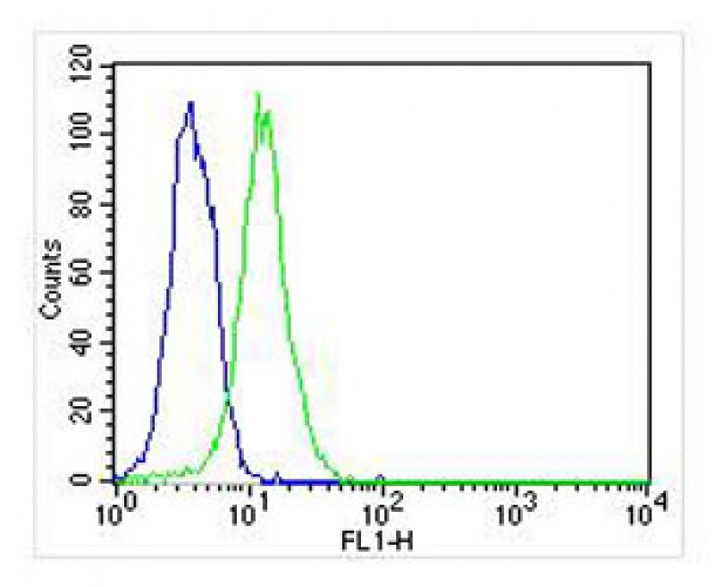 Mouse Monoclonal Antibody to ATG4A