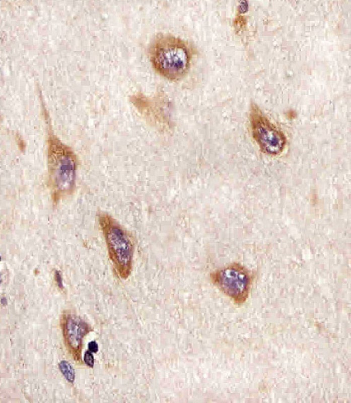 Mouse Monoclonal Antibody to ATG4A