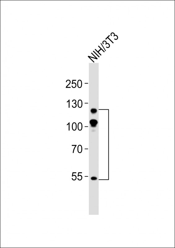 ABL2