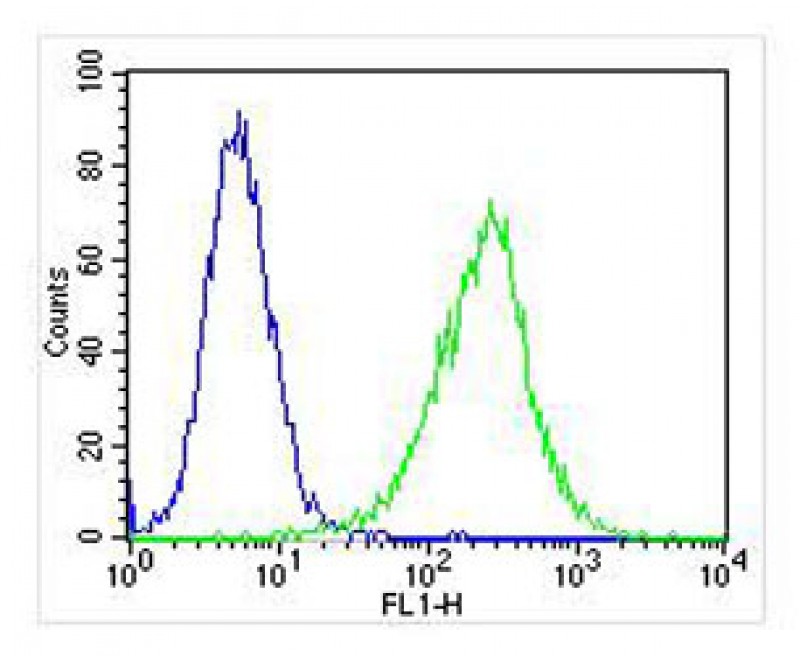 Mouse Monoclonal Antibody to ZAP70