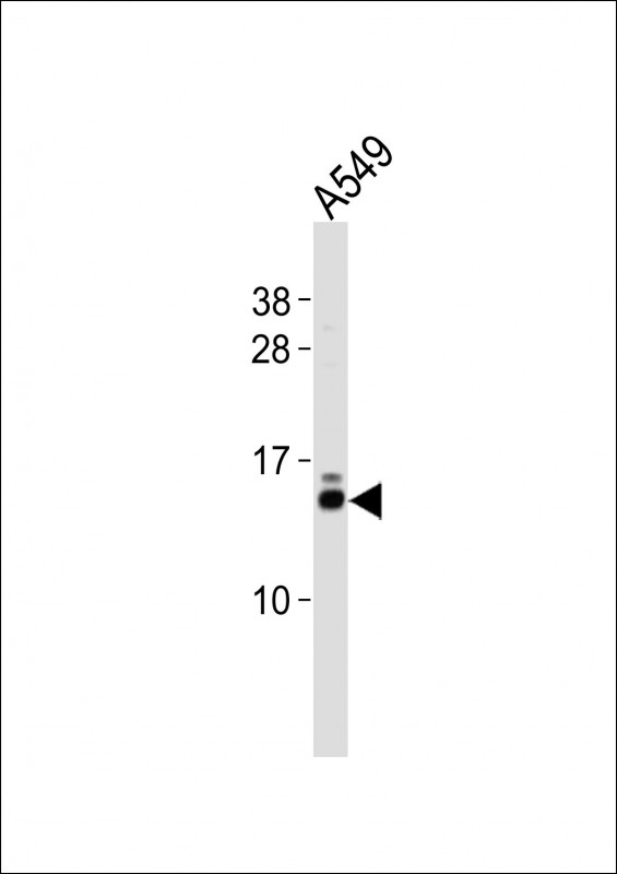EIF1