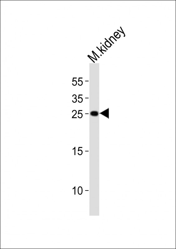 (Mouse) Cldn6