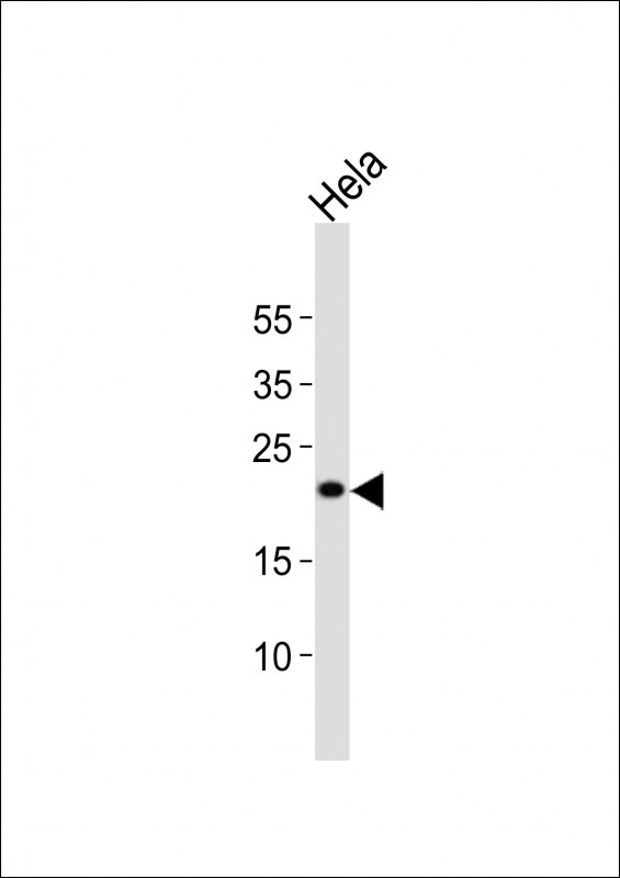 FGF4