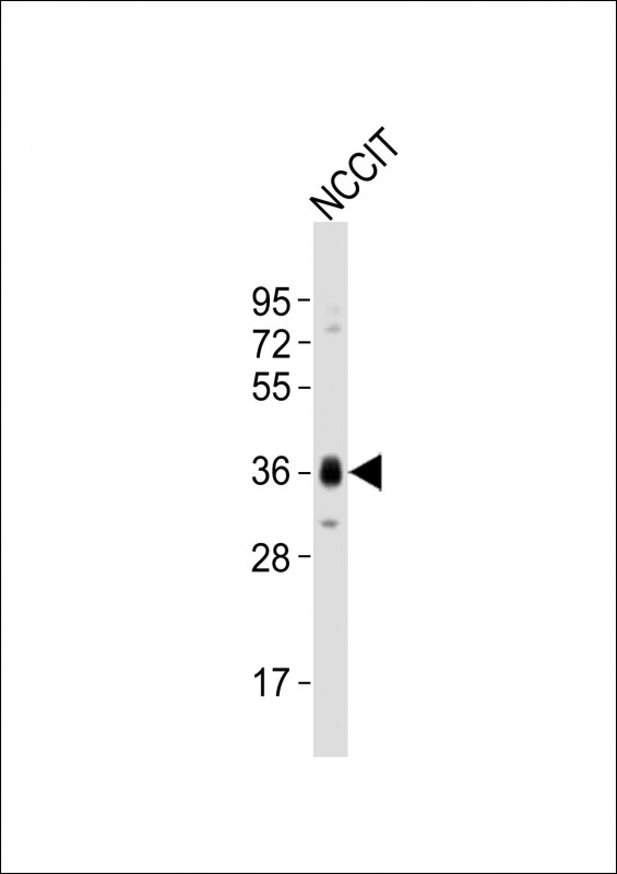 (Mouse) Sox2 (N-term)