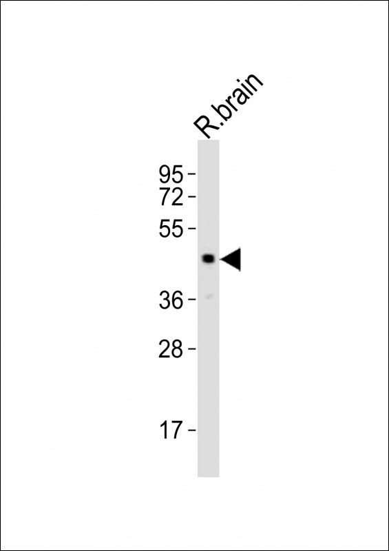 LHX5