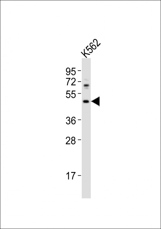 HTR1F