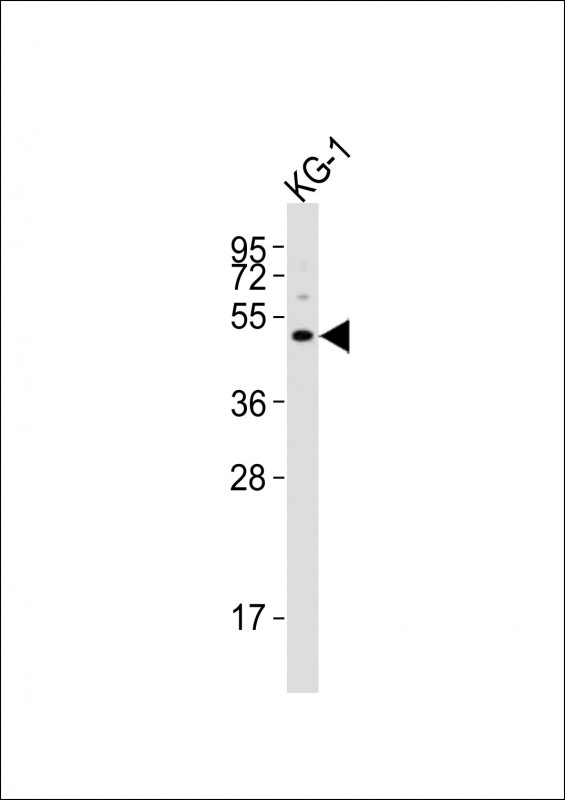 Rabbit Polyclonal Antibody to HTR1F
