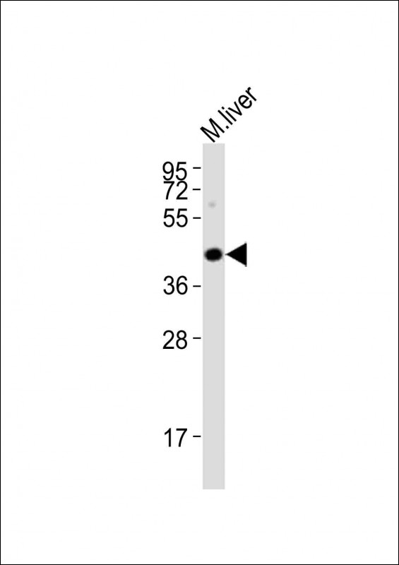HTR5A