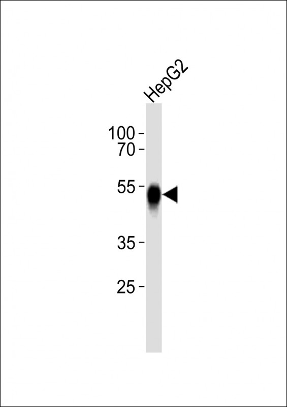ASGR2 (N-term)