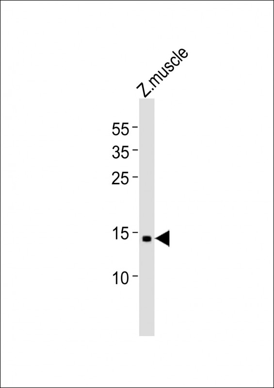(DANRE) gabarapl2 (N-term)
