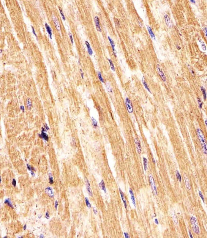 Rabbit Polyclonal Antibody to (Mouse) Smad1