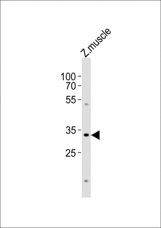 (DANRE) bhlha9 (N-term)