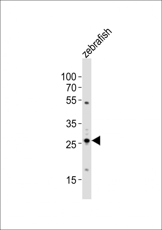 Rabbit Polyclonal Antibody to (DANRE) bhlha9 (N-term)