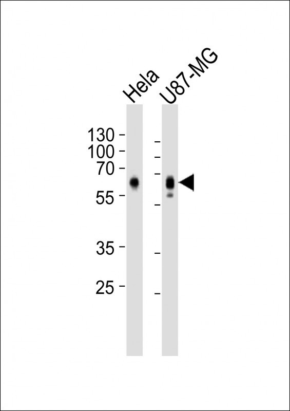 GPR56