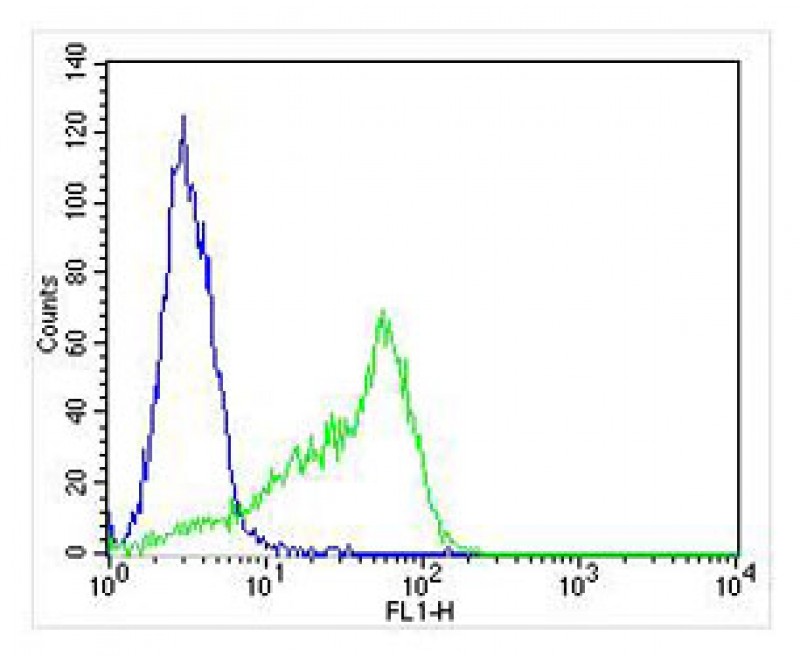 Rabbit Polyclonal Antibody to SLC16A11 (N-term)