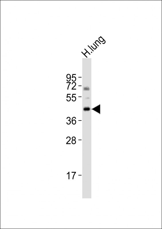 Bcl-G BH3 Domain