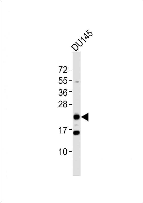 BTG4