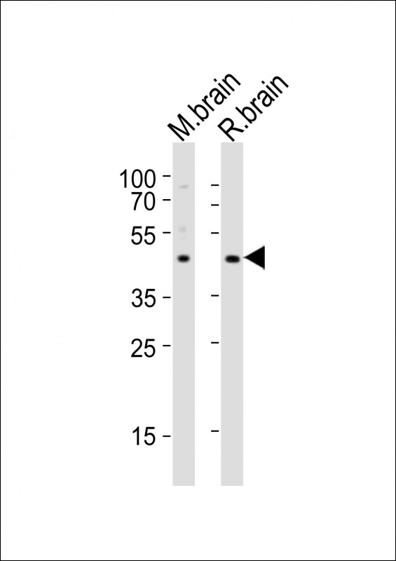 NPY2R (N-term)